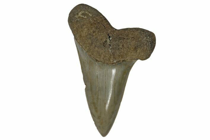 Fossil Broad-Toothed Mako Tooth - South Carolina #170417